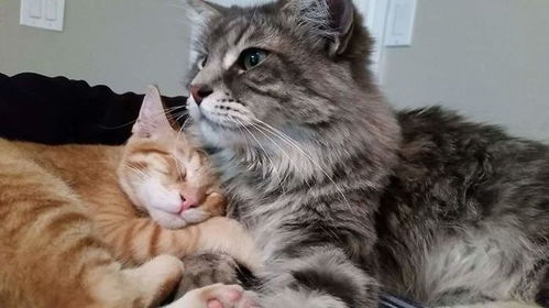 给猫和狗打疫苗都需要准备多少钱?