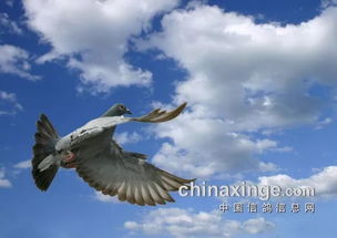 风像什么?