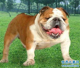 斗牛犬有哪几个品种