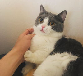 肖战的猫叫什么?