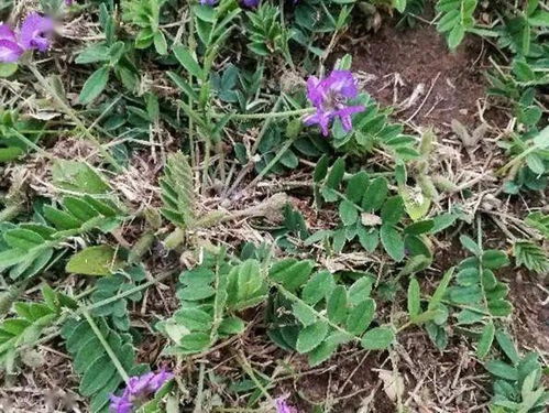 甜地丁可以泡茶喝吗?