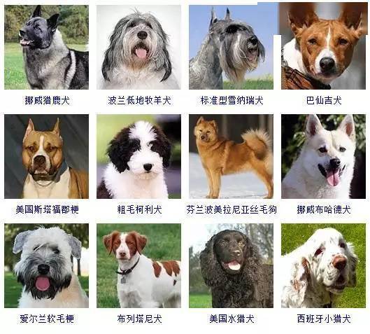 什么品种的狗狗比较好?