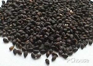 黑苦荞茶功效与作用