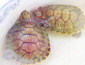 养乌龟有什么迷信说法?