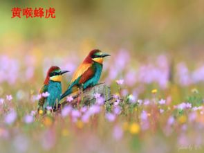 《父亲树林和鸟》父亲喜欢鸟是从哪些方面表现出来的请简要概括怎么写