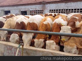 临淄区肉牛屠宰场在哪里