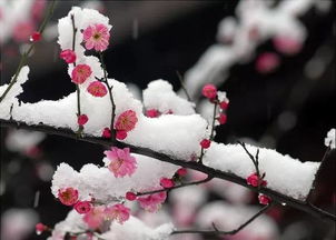 梅花怎么写作文，梅花怎么写作文100字