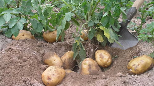 土豆怎么种植