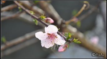 3月份都开了什么花