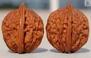 麦穗虎头骨质怎么样