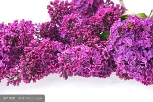 薰衣草什么季节开花