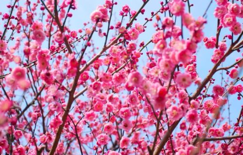 梅花的英文缩写是什么?