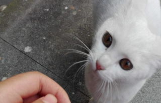 猫怎么叫?