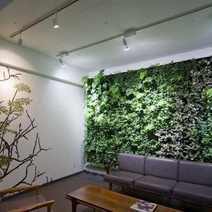 室内植物墙植物有什么品种