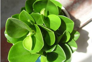 有豆瓣绿这种花有什么作用