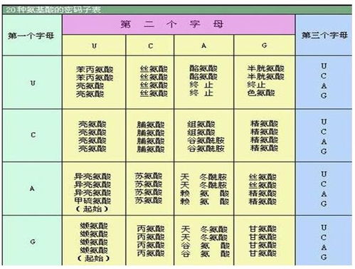 密码子与氨基酸的关系