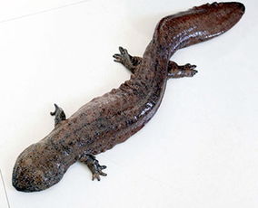 发现野生娃娃鱼怎么办