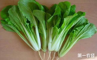 怎么种小白菜