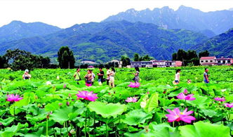 竞相开放的意思是什么?