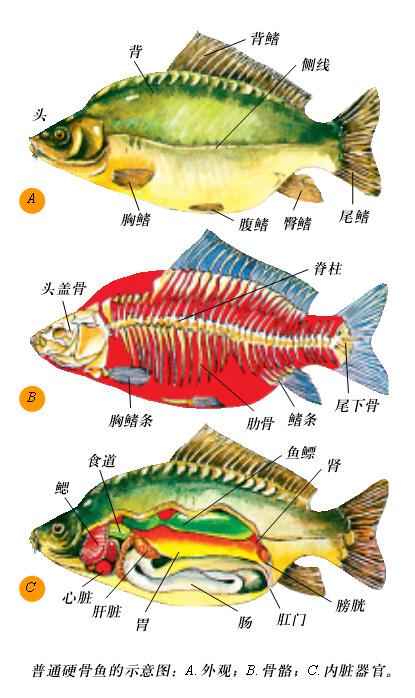 鱼字的结构,到底是独体字还是上下,还是上中下结构