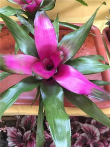 积水凤梨怎么养