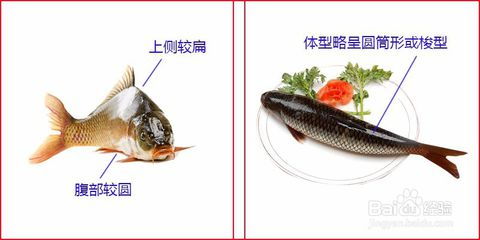 鲤鱼和草鱼的区别是什么?