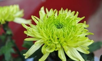 菊花的基本介绍 菊花的相关资料