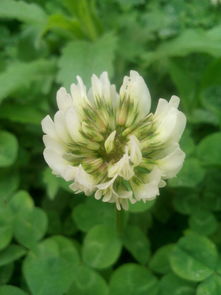清明花又叫什么花