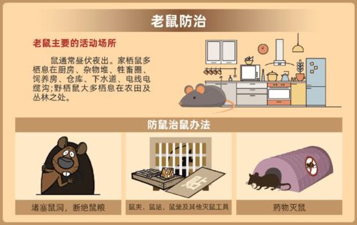 家里怎么灭鼠最有效的办法