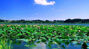 白洋淀有什么好玩的地方吗