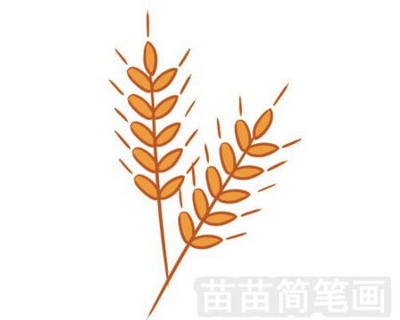 麦穗的画法