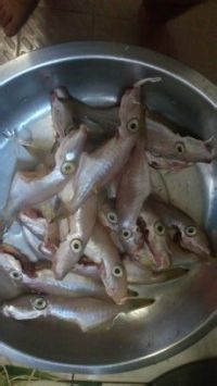 扒皮鱼是什么鱼