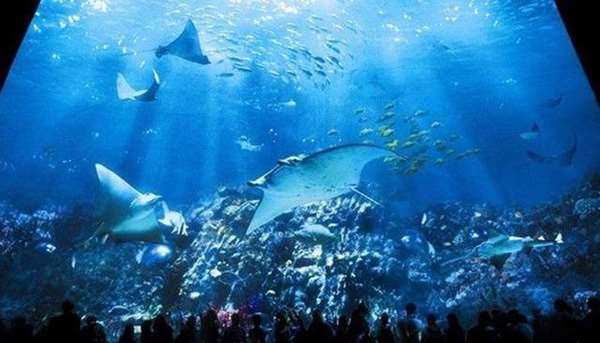 香港海洋公园的门票是多少钱?