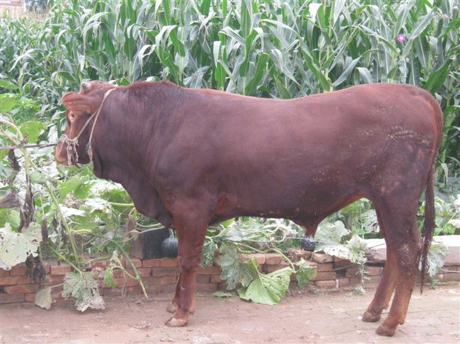 成都最大的杀牛场在哪里