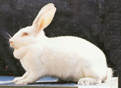 养殖兔子利润怎么样?