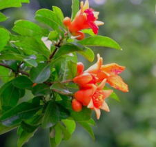 西安市花是什么花