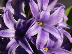 粉色百合花的花语和寓意是什么?