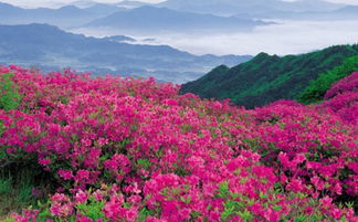 杜鹃花的花语有哪些?