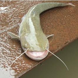 大口鲶的来源是什么?