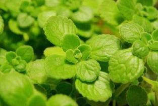 碧绿碧绿的什么,火红火红的什么,雪白雪白的什么。