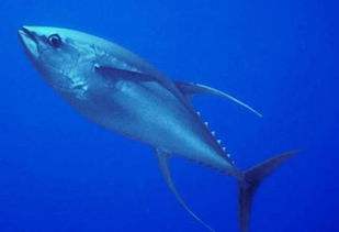 鲔鱼属于哪种鱼类 吃鲔鱼对身体有哪些好处