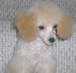 玩具贵宾犬的体征和特点是什么?