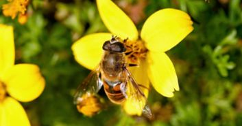 bee怎么读 bee的意思