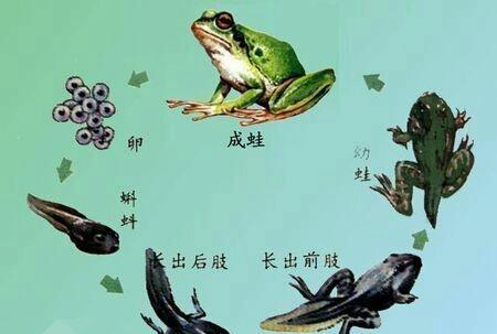 青蛙的蝌蚪和癞蛤蟆的蝌蚪有什么区别?