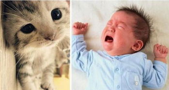 猫像小孩子哭怎么回事