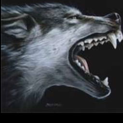 求一张狼的图片可以做头像的。要有内涵的,好看的图片,谢谢啊