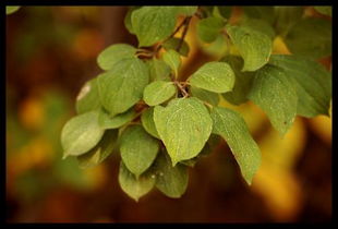 leaves是什么意思?