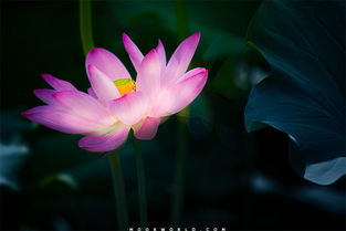 荷花的形状是什么形