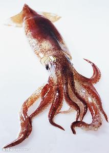 鱿鱼和八爪鱼一样吗?