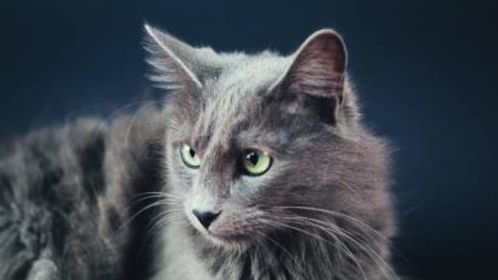 蓝猫贵吗,得多少钱